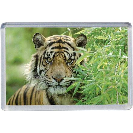 Foto Magnet