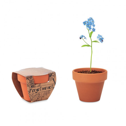Terrakottatopf Forget Me Not