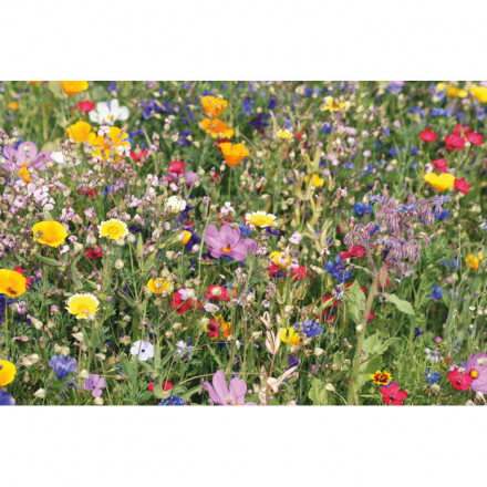 Blumenmischung Sommerblumen Seedlope