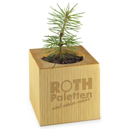 Pflanz-Holz Xmas Maxi mit Fichtensamen